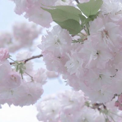 双河福瑞交流群